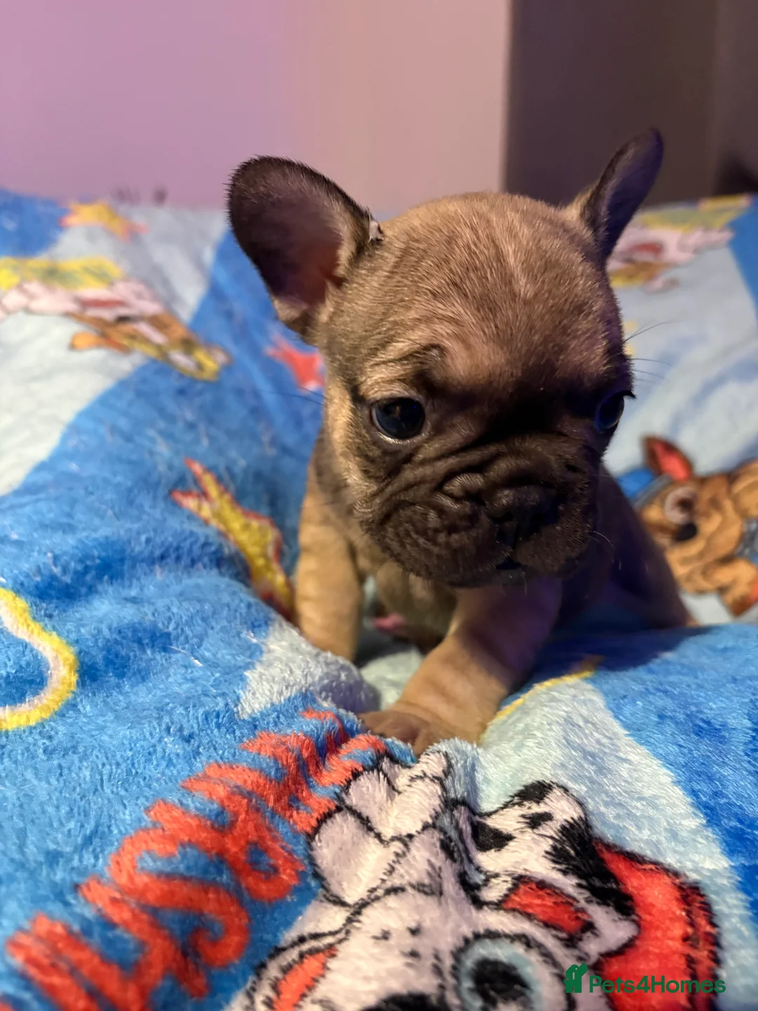 French Bulldog dogs for sale: French Bulldog Puppies - Advert 28