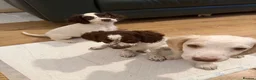 Cockapoo dogs for sale: Litter of lovely Cockapoos - Advert 4