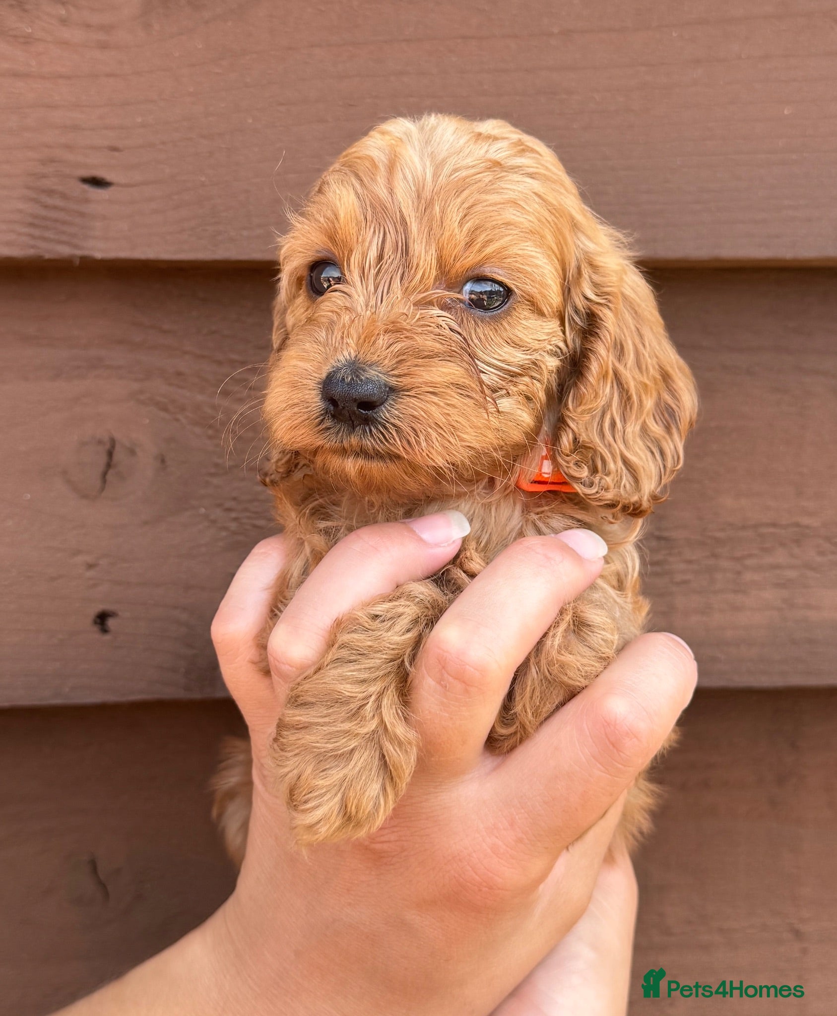 Cockapoo dogs Beautiful Litter of 6 Cockapoo  - Advert 1