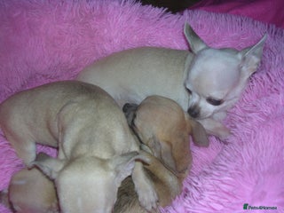 Chihuahua dogs - Advert 1