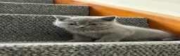 British Shorthair cats for sale: SOLD Only one Purebred Britishshorthair girls  - Advert 22