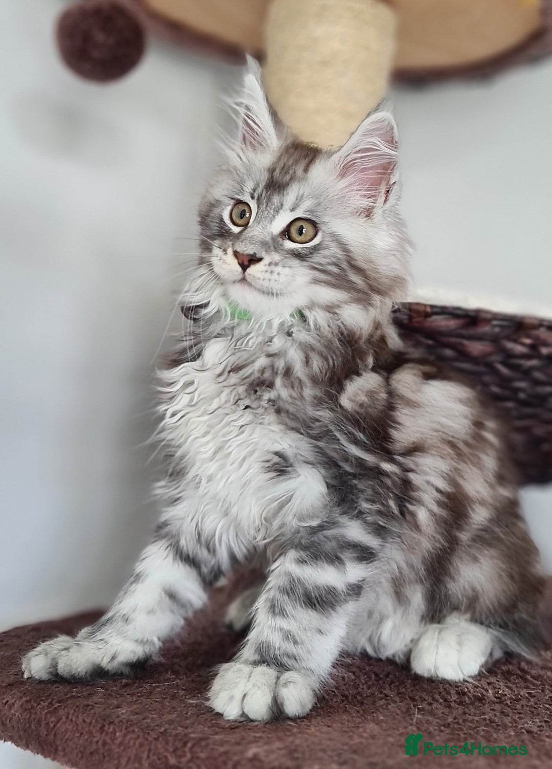Maine Coon cats for sale: PEDIGREE MAINE COON KITTENS 5 BOYS - Image 11
