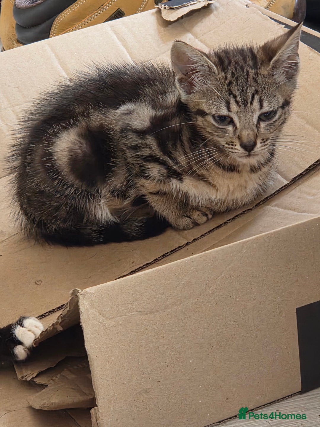 Mixed Breed cats for sale: Kittens for sale - Image 4