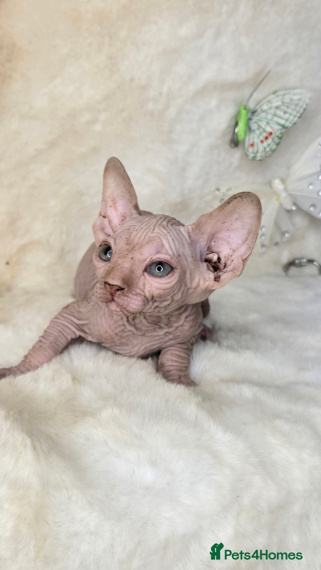 Sphynx cats for sale: Sphynx kittens bominant odd eyes  - Image 9