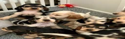 Cocker Spaniel dogs for sale: Stunning KC Show Cocker Spaniel Sable Puppies.  - Advert 5