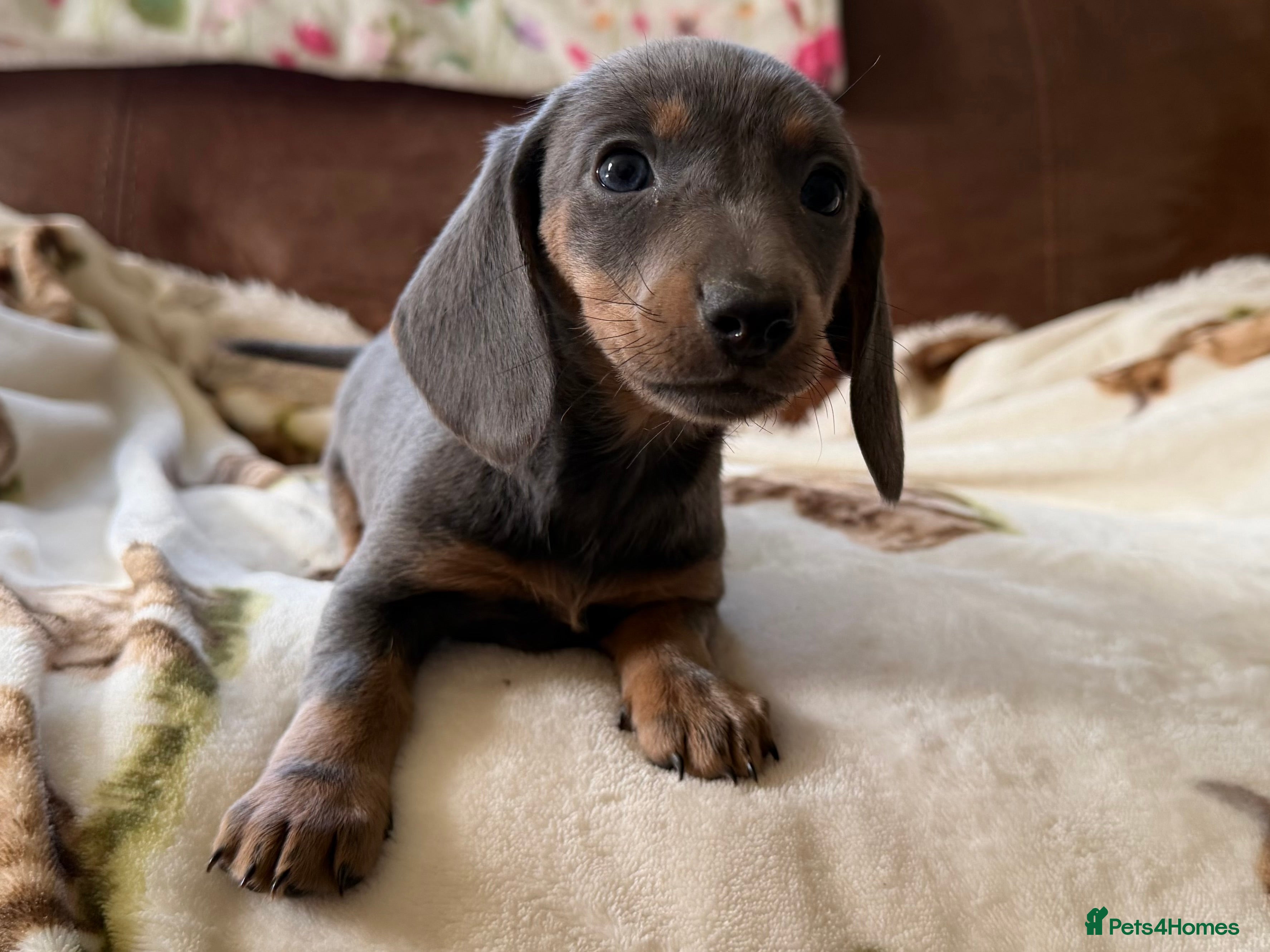 Miniature Dachshund dogs Miniature dachshund puppies - Advert 6