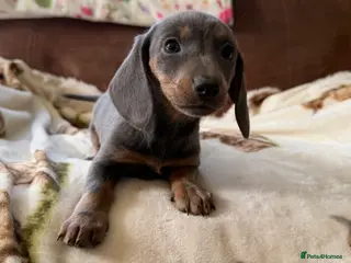 Miniature Dachshund dogs Miniature dachshund puppies - Advert 6