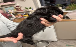 Doxiepoo dogs for sale: doxipoo puppies READY NOW - Image 14