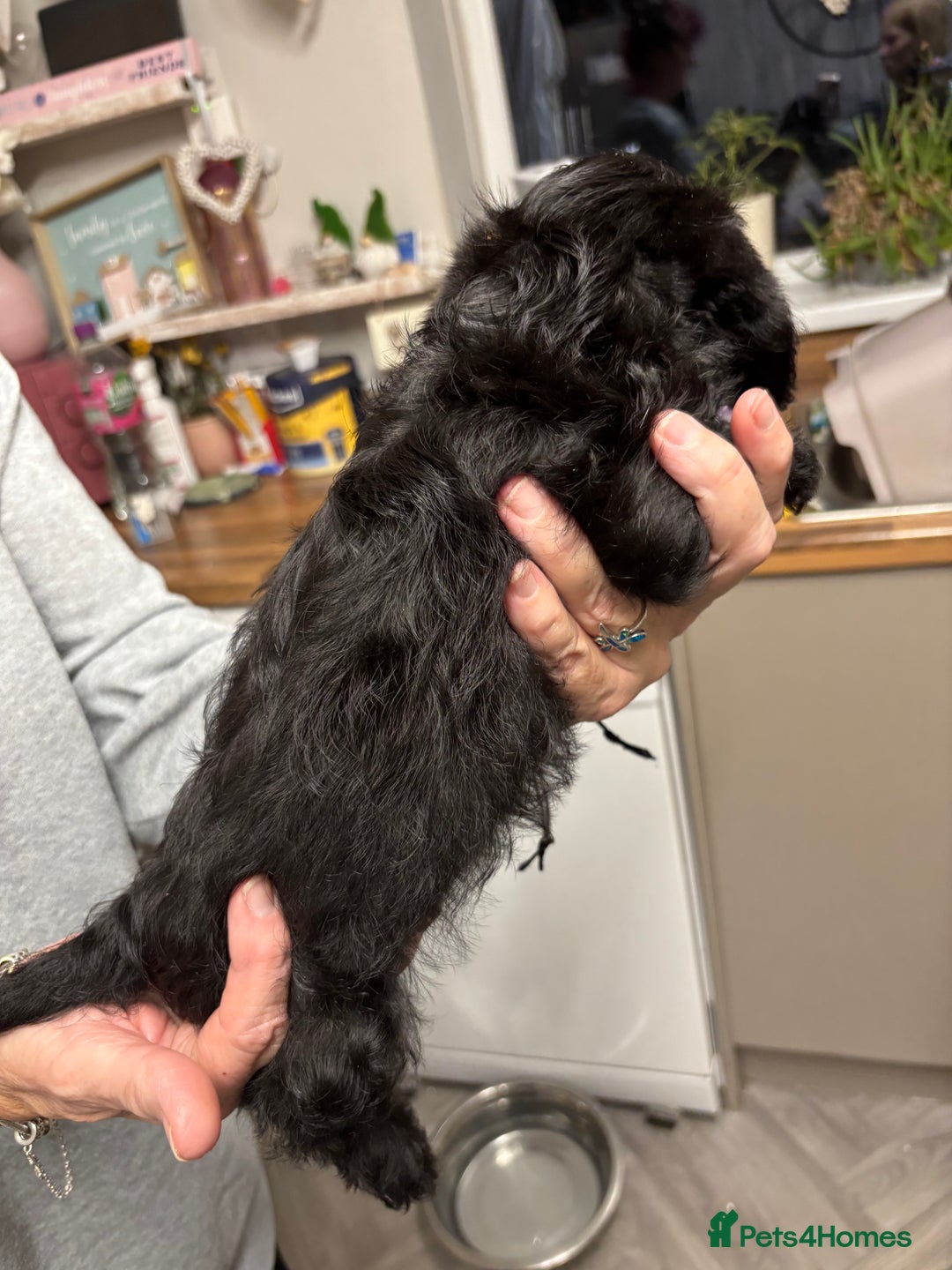 Doxiepoo dogs for sale: doxipoo puppies READY NOW - Image 14