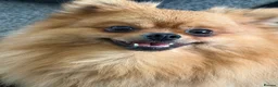 Pomeranian dogs for sale: 2 gorgeous little Pomeranian puppies for sale in Hartlepool - Advert 3