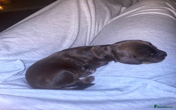 Cockapoo dogs for sale: 5 beautiful cockapoo’s  - Image 11