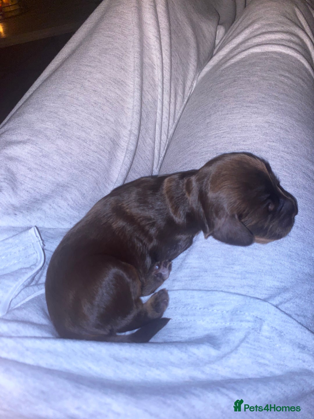 Cockapoo dogs for sale: 5 beautiful cockapoo’s  - Image 11