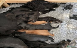 Cocker Spaniel dogs for sale: Working Cocker Spaniel from Exceptional FTCh Lines - Image 8