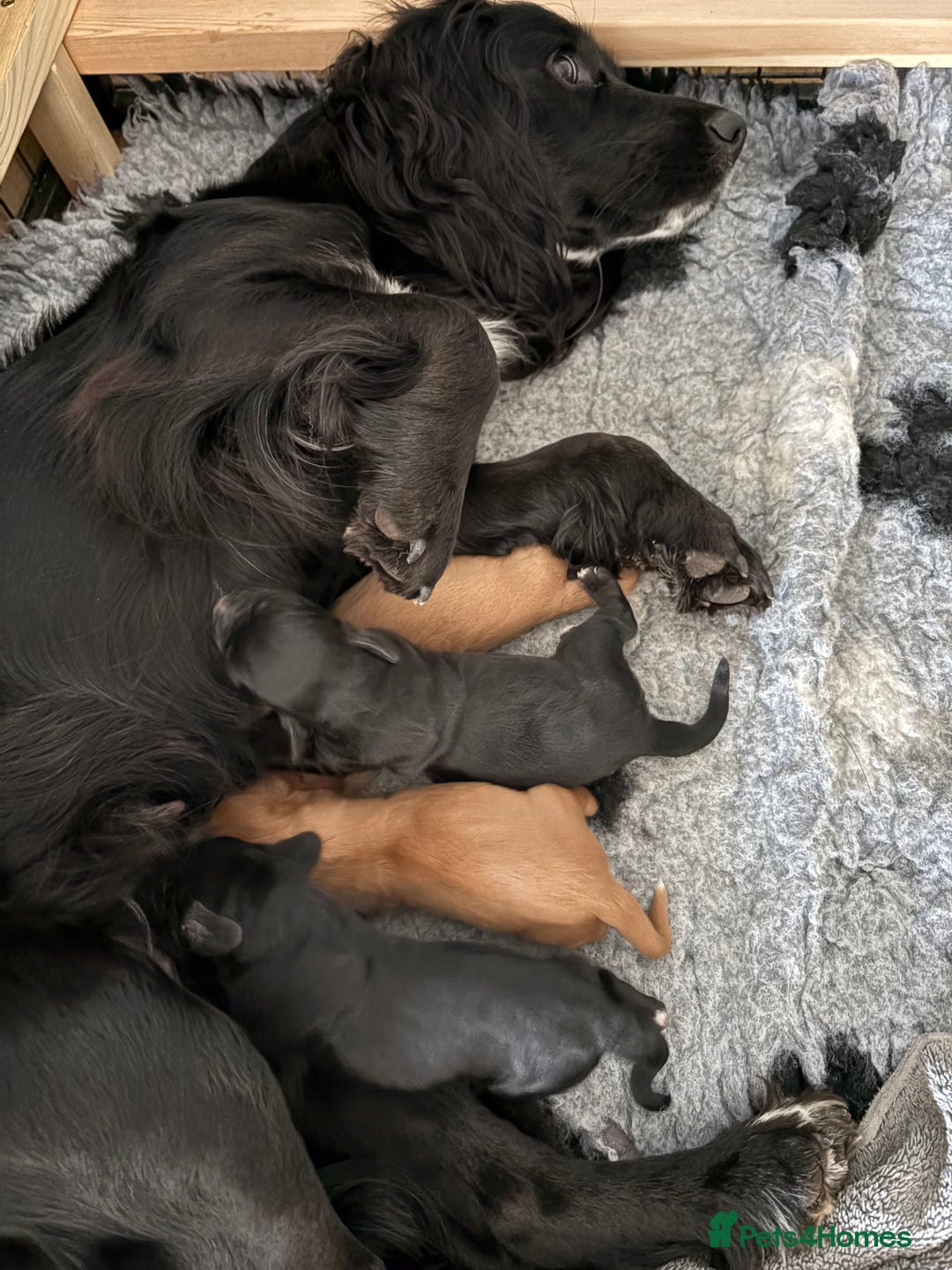 Cocker Spaniel dogs for sale: Working Cocker Spaniel from Exceptional FTCh Lines - Image 8