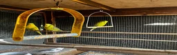Budgerigars birds for sale: Mixed coloured young and old budgies  in Wolverhampton - Advert 2