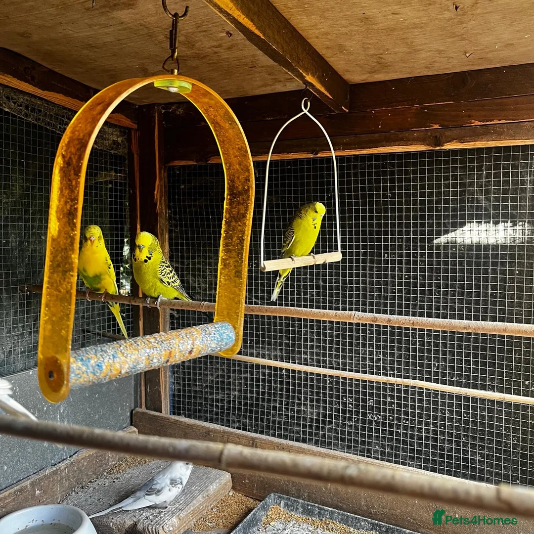 Budgerigars birds for sale: Mixed coloured young and old budgies  in Wolverhampton - Advert 2