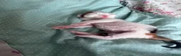 Mixed Breed cats for sale: Girl kittens - Advert 5
