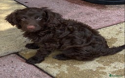 Cockapoo dogs for sale: last F1 boy ready now - Image 23