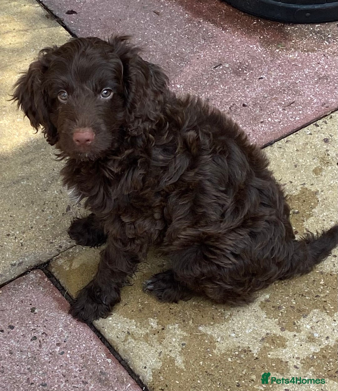 Cockapoo dogs for sale: last F1 boy ready now - Image 23