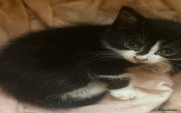 American Shorthair cats for sale: Cute kittens for sale - Image 7