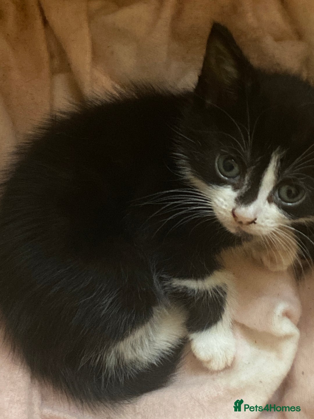 American Shorthair cats for sale: Cute kittens for sale - Image 7