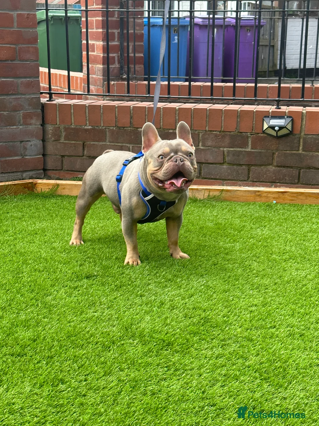 French Bulldog dogs for stud: NEW SHADE ISABELLA  in Liverpool - Advert 3