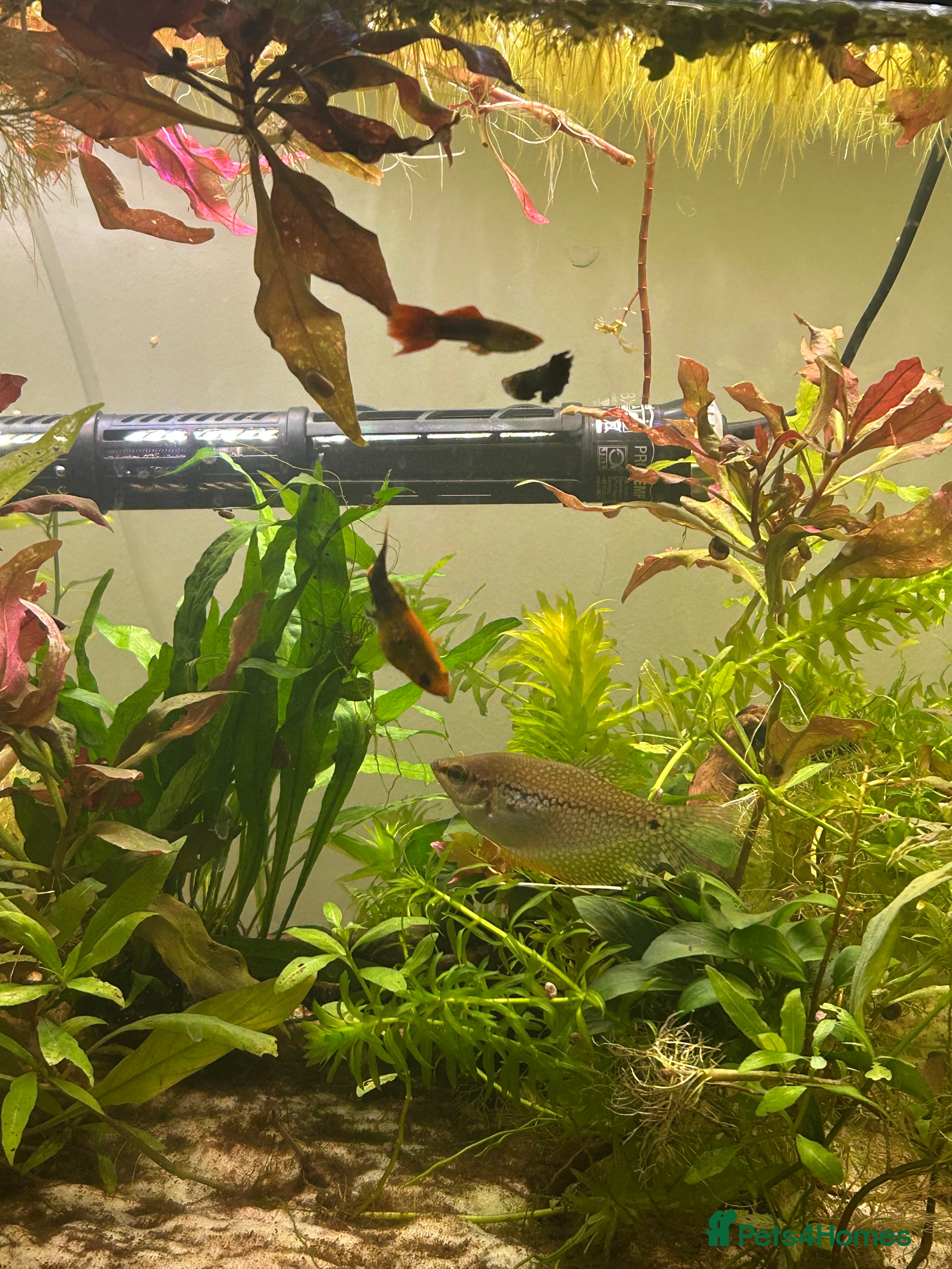 Other/Mixed Breed fish Multiple different species of fish.  - Advert 1