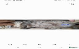 Mixed Breed cats for sale: Beautiful farm kittens  - Image 7