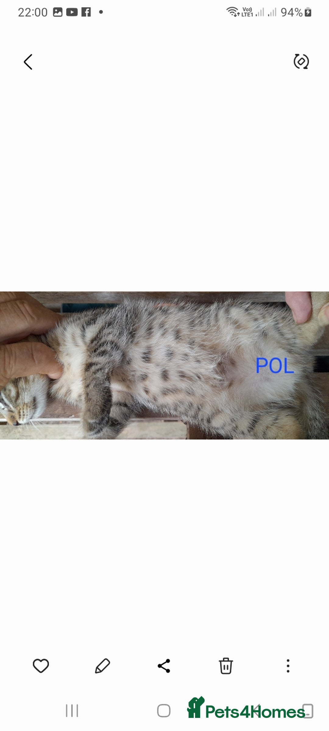 Mixed Breed cats for sale: Beautiful farm kittens  - Image 7