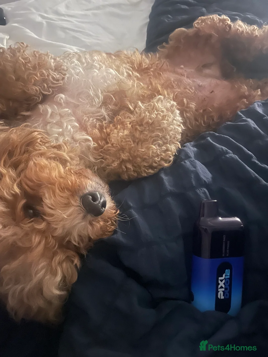 Pomapoo dogs for sale: Wolf sable pomapoo puppies  - Advert 6