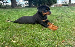 Rottweiler dogs for sale: 🏆Ready to go! By N.1 Stud in the UK METAL!!🏆 - Image 14