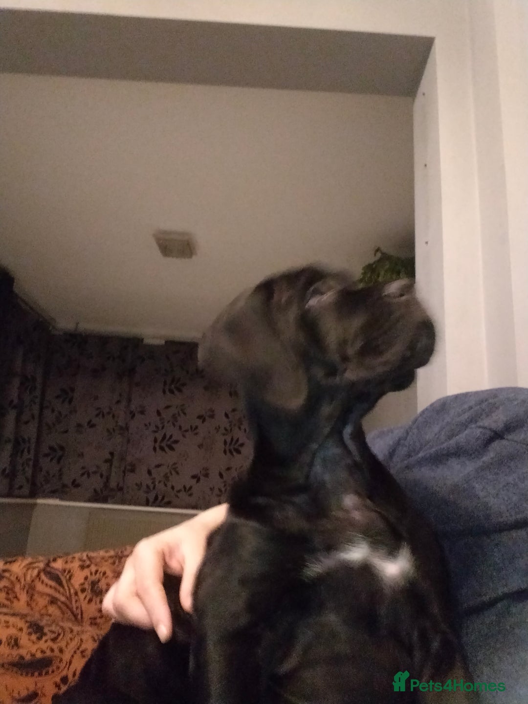 Cane Corso dogs for sale: Cane Corso XL Boy 22/12/2025 - Advert 29