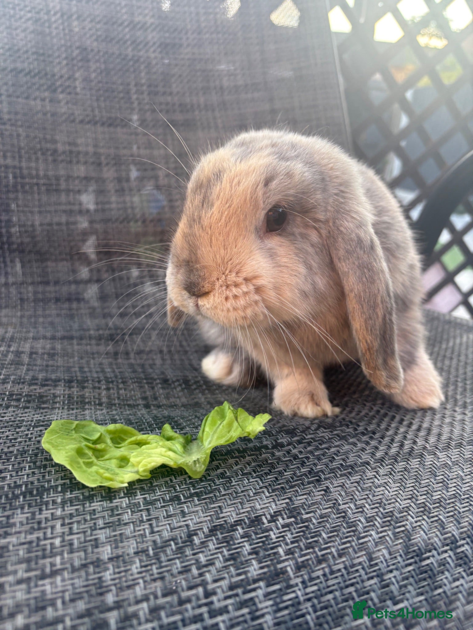 Mini Lop rabbits Male Mini Lop Bunny  - Advert 10