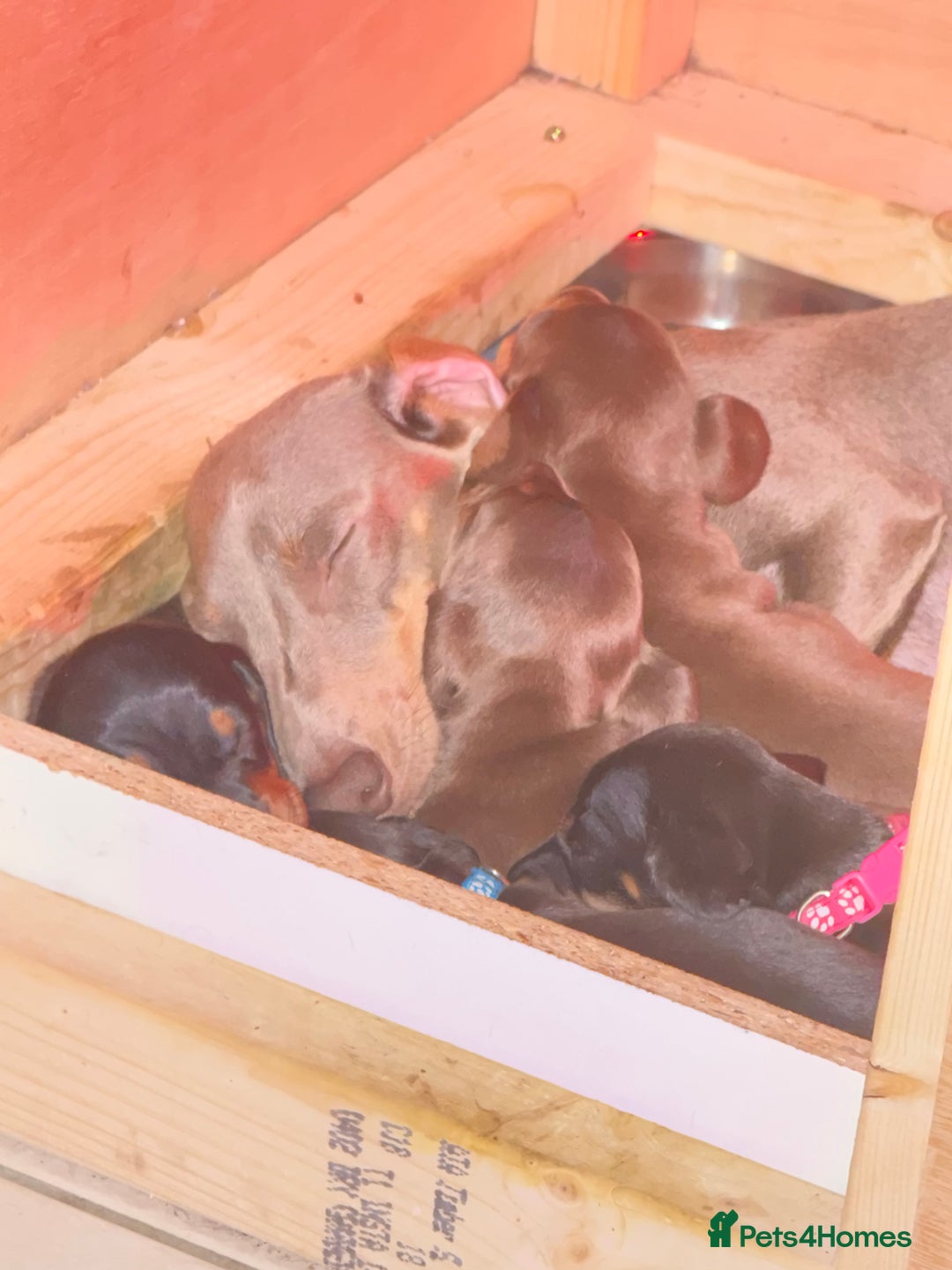 Dachshund dogs for sale: Beautiful Dachshund puppies, ready end of January  - Advert 5