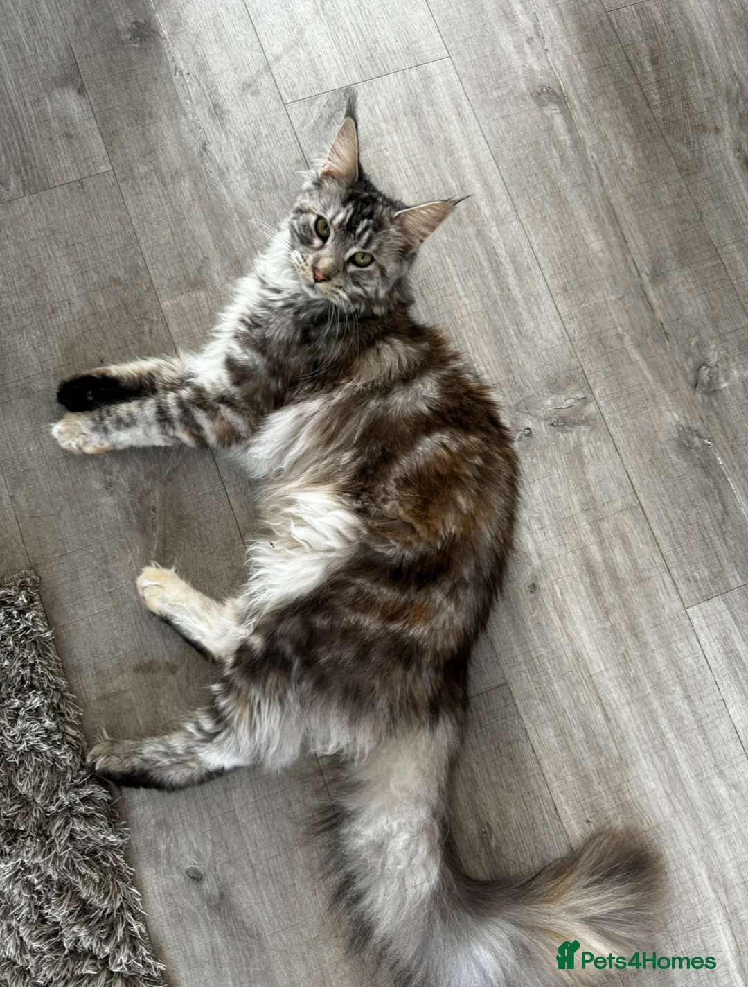Maine Coon cats for sale: Beautiful Tilly looking for her perfect home  in Bracknell - Advert 2
