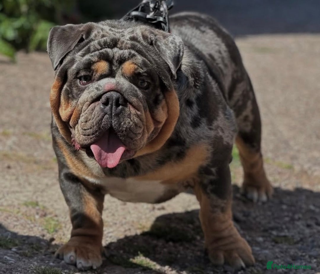 English Bulldog dogs for stud: Blue, Lilac & Tan Merle British Bulldog |STUD ONLY - Advert 5