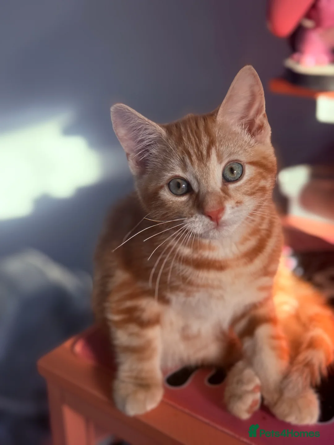 Mixed Breed cats for sale: Ginger kitten up for adoption  - Advert 4