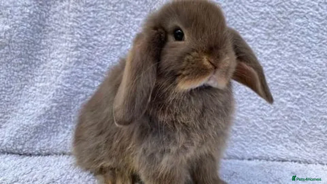 Mini Lop rabbits for sale: Stunning babies various ages vaccinated  - Advert 12