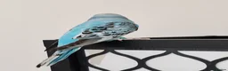 Budgerigars birds for sale: Budgies 8 weeks old - Advert 6