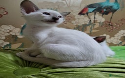 Oriental cats for sale: 7 Oriental & Siamese Kittens - Image 6
