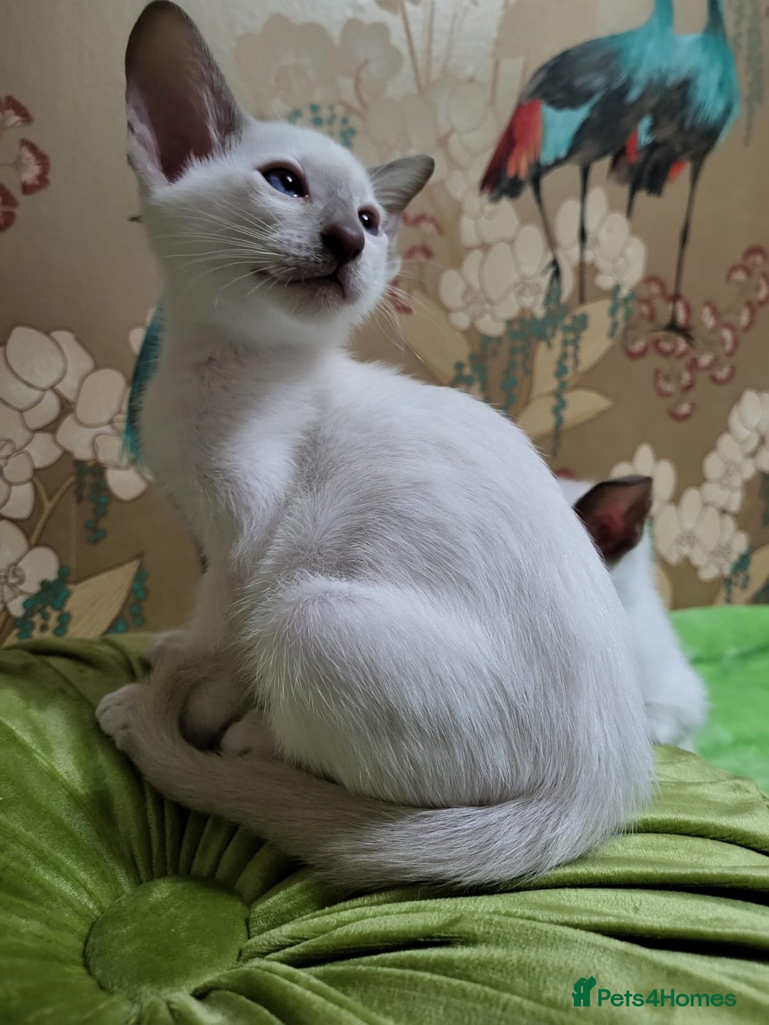 Oriental cats for sale: 7 Oriental & Siamese Kittens - Image 6