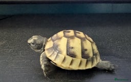 Tortoise reptiles for sale: Beautiful Baby Greek Tortoise with A10 Certificate - Image 3