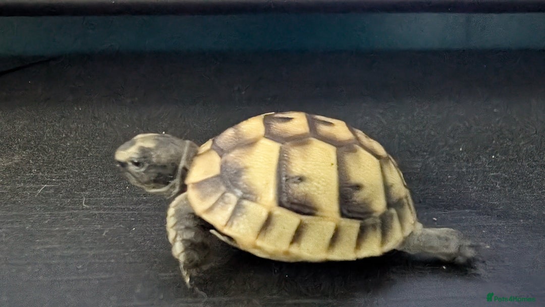 Tortoise reptiles for sale: Beautiful Baby Greek Tortoise with A10 Certificate - Image 3