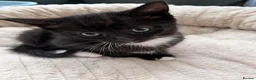 Mixed Breed cats for sale: 4 lovely kittens  - Advert 15
