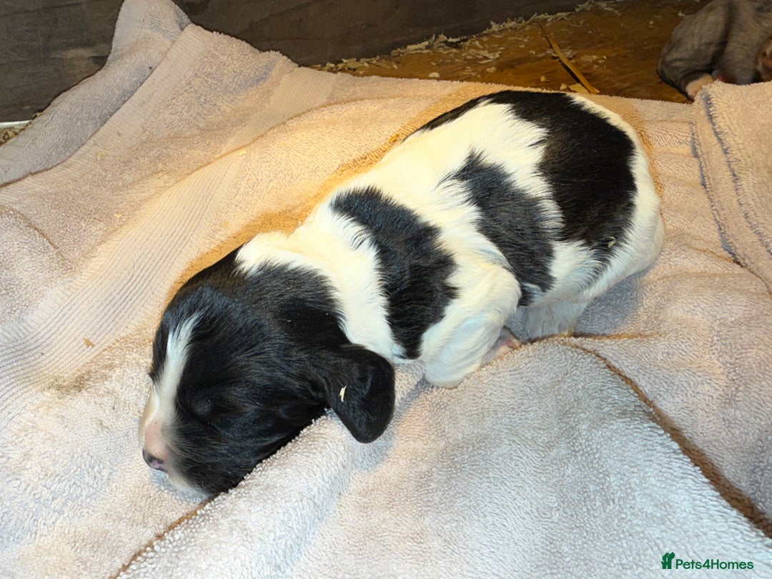 Cocker Spaniel dogs for sale: 4 cocker spaniel Merle pups - Image 10