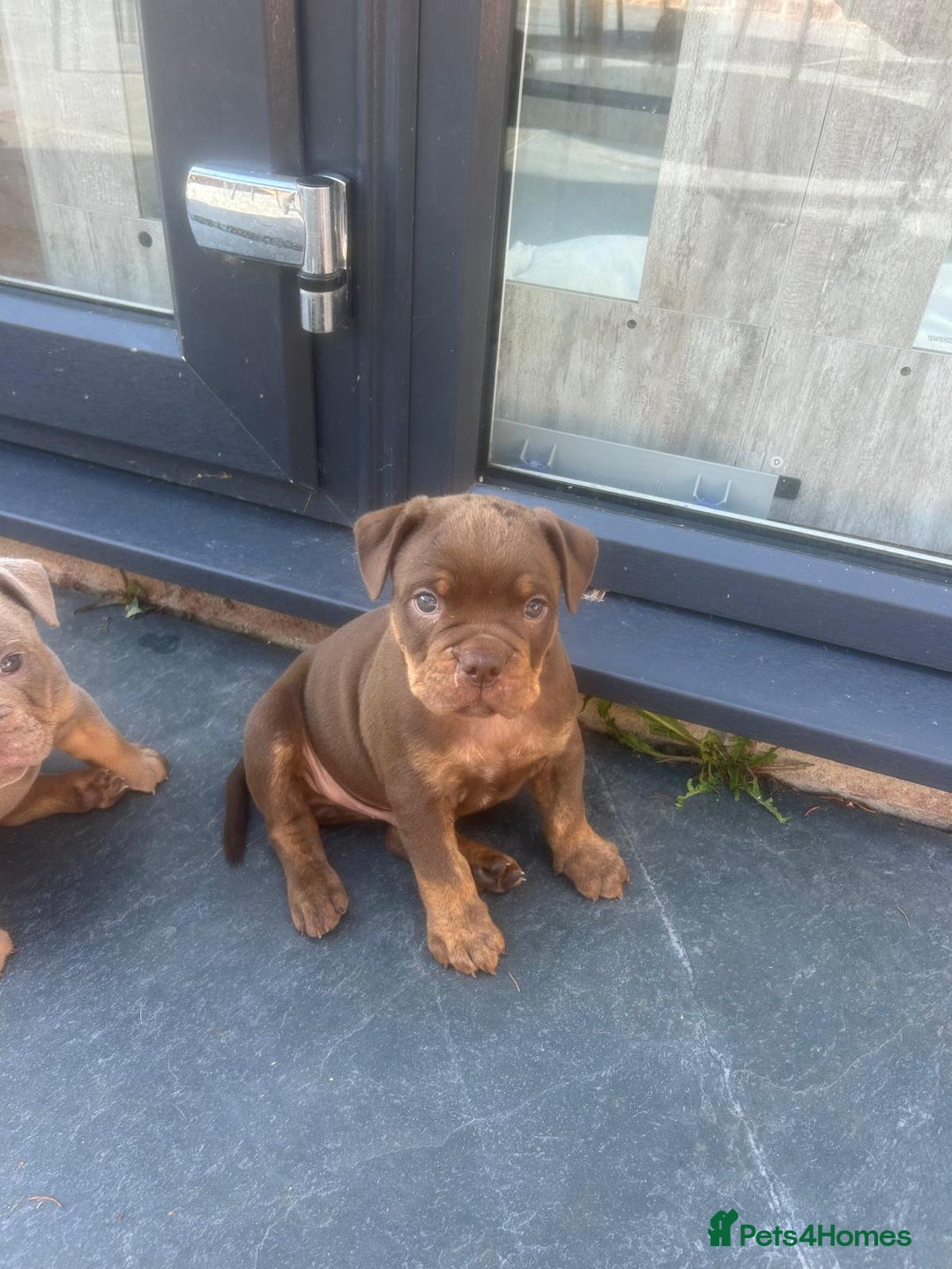 Olde English Bulldogge dogs for sale: Olde English Bulldog Puppies - Image 19