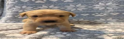 Labrador Retriever dogs for sale: Labrador Pups for Sale in Blairgowrie - Advert 14