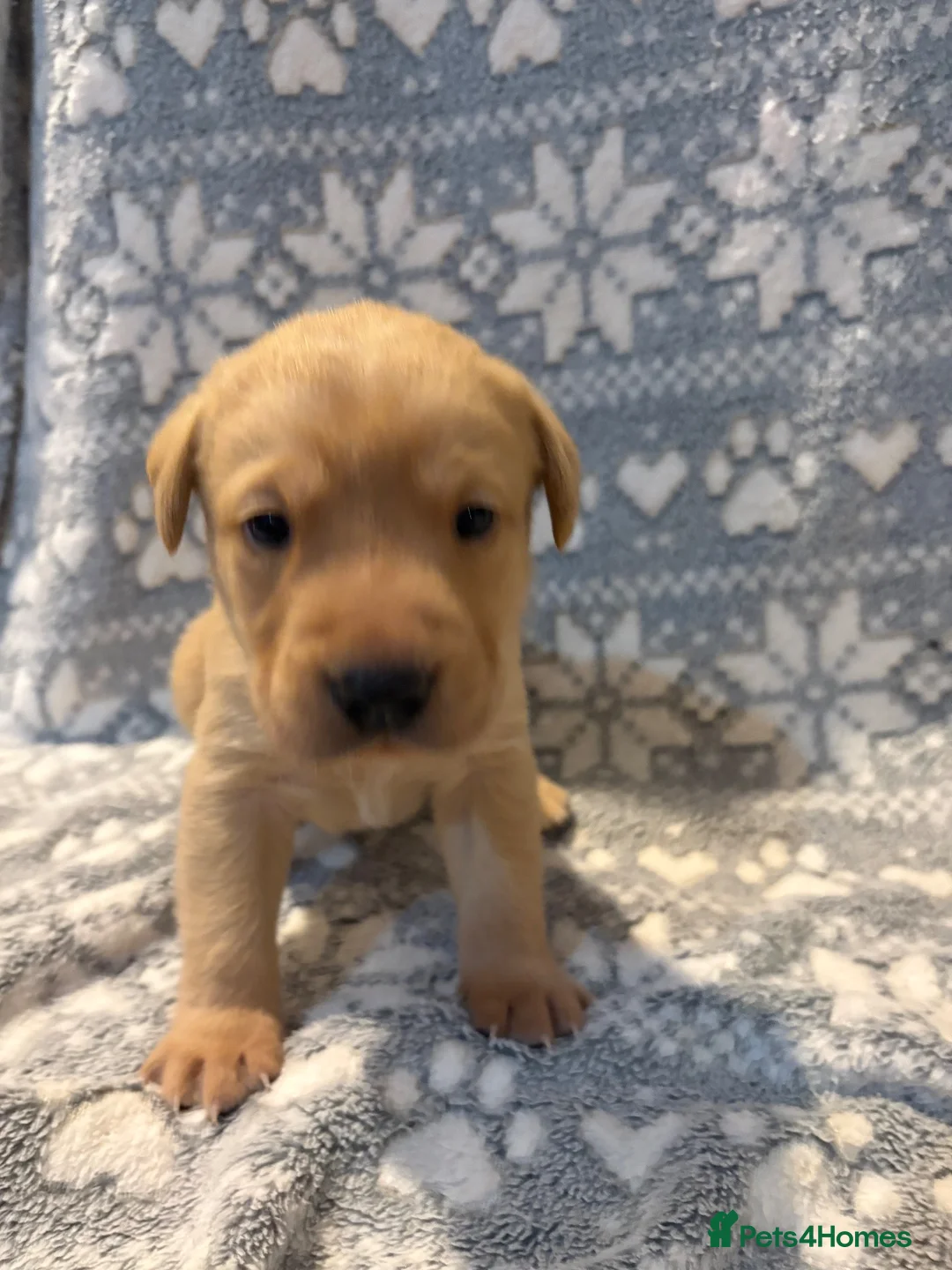 Labrador Retriever dogs for sale: Labrador Pups for Sale in Blairgowrie - Advert 14