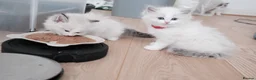 Ragdoll cats for sale: Champion European R-Bloodline Ragdoll Kittens - Advert 5