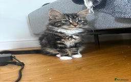 Mixed Breed cats for sale: Gorgeous girl ready for new home - Image 2